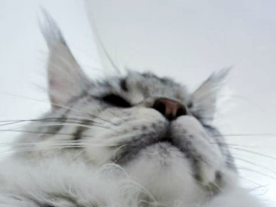 我的猫